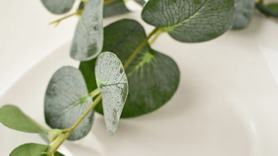 Att använda Eukalyptusolja vid bad kan hjälpa dig lindra smärta