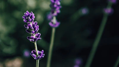 Lavendelolja för en lugnande effekt för kropp och själ