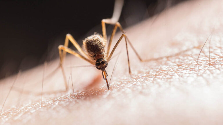 Guide: Hur du gör egen myggolja